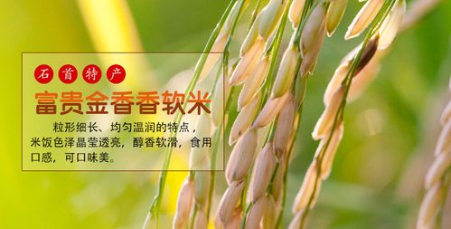 金晏品牌大米 富贵金香米一级 五谷杂粮营养水稻农产品厂家直.